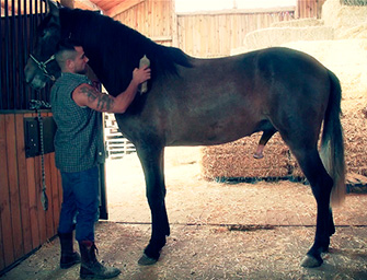 Cuidando do cavalo garanhão